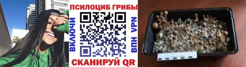 купить   Джанкой  Галлюциногенные грибы MAGIC MUSHROOMS 